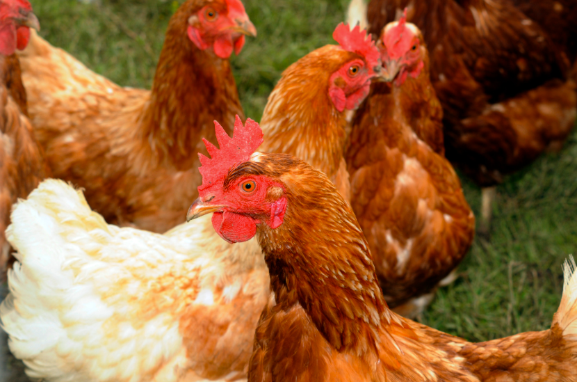 prix d'un poulet fermier