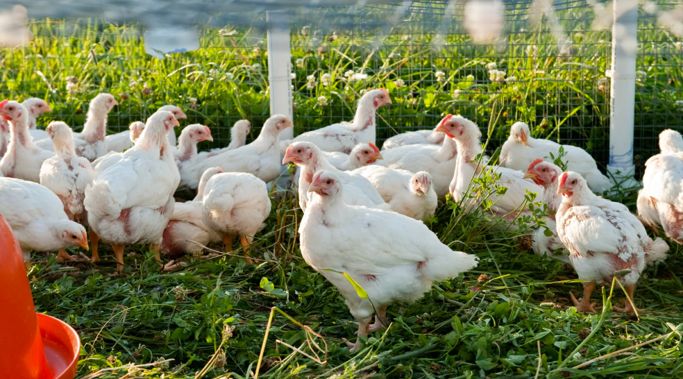 Combien de temps pour élever un poulet fermier