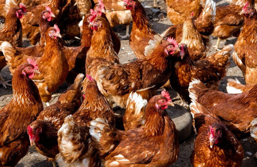 Combien de temps pour élever un poulet fermier