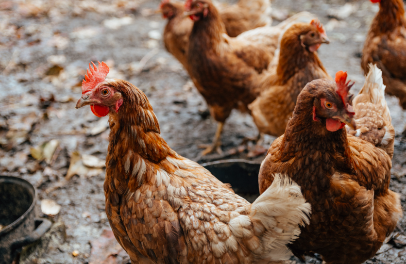 Combien de temps pour élever un poulet fermier
