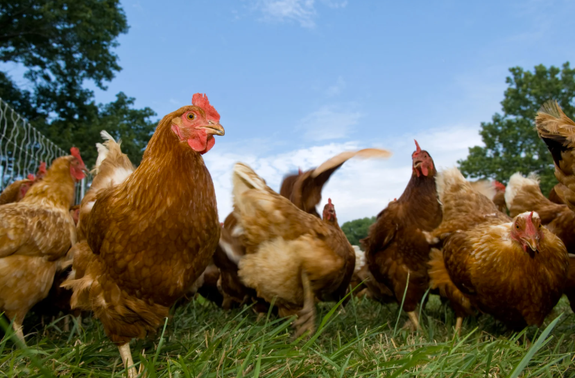 Combien de temps pour élever un poulet fermier