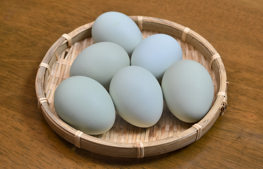 Poule aux œufs bleus