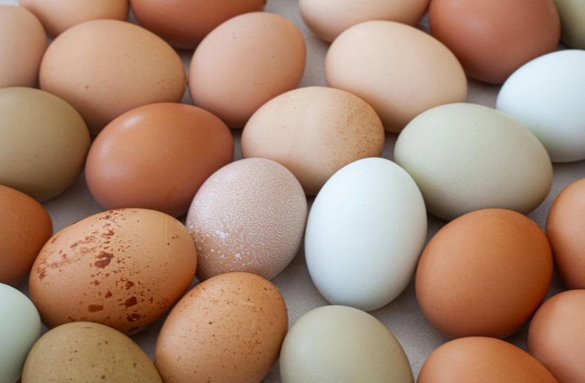 Poule aux œufs bleus