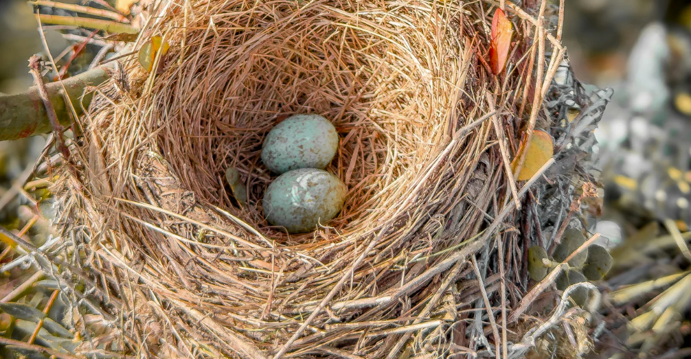 Poule aux œufs bleus