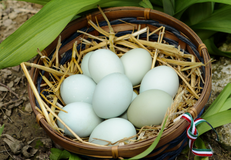 Poule aux œufs bleus