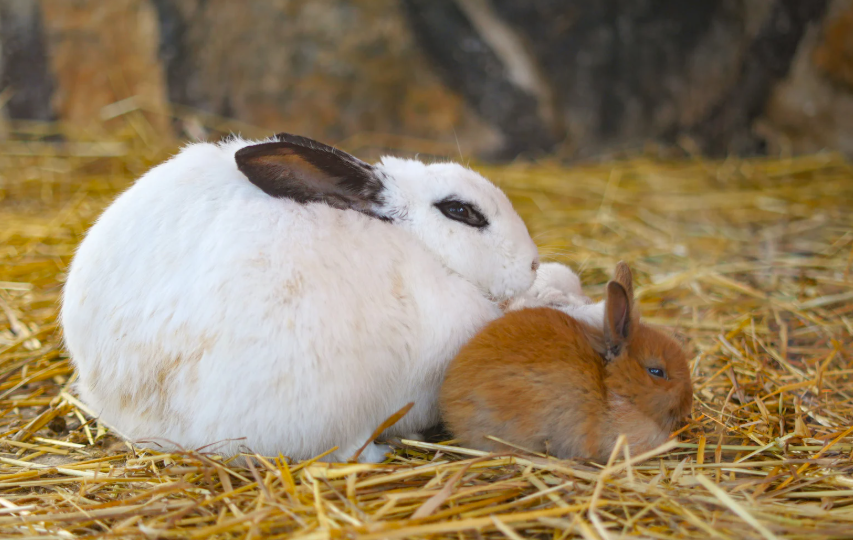 Quel prix pour un lapin fermier vivant en 2026