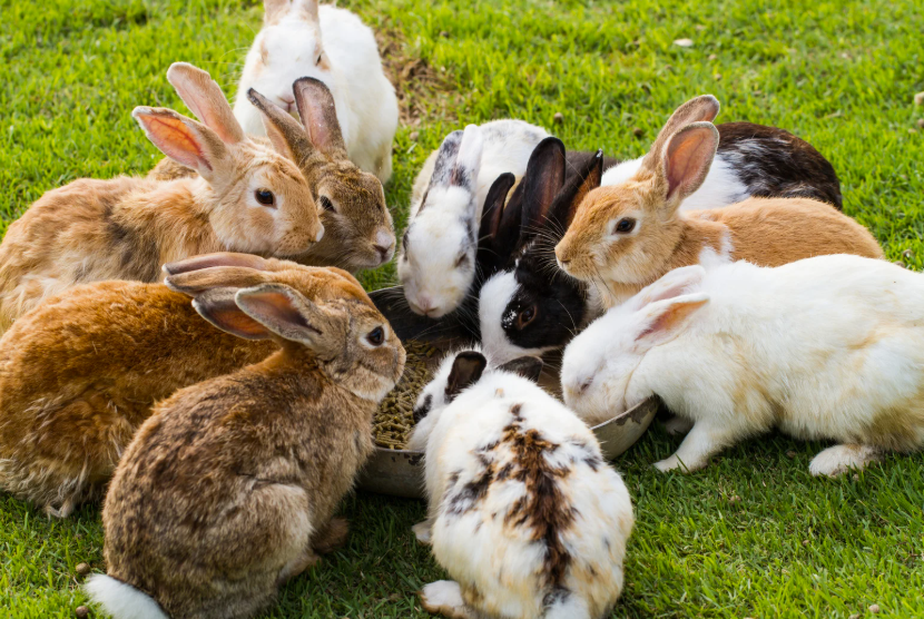 Quel prix pour un lapin fermier vivant en 2026