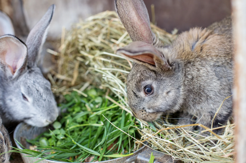 Quel prix pour un lapin fermier vivant en 2026