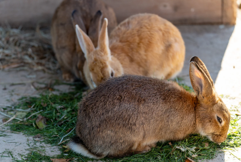 Quel prix pour un lapin fermier vivant en 2026