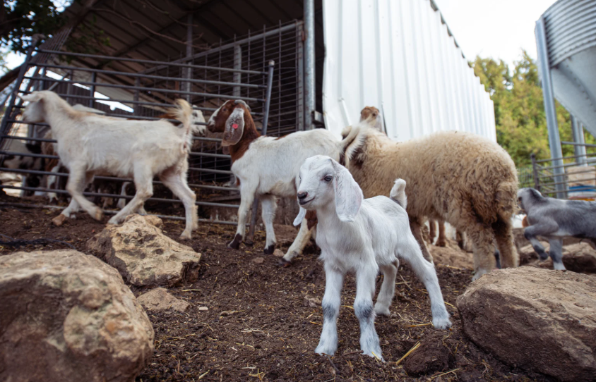 prix pour de la viande de chevreau