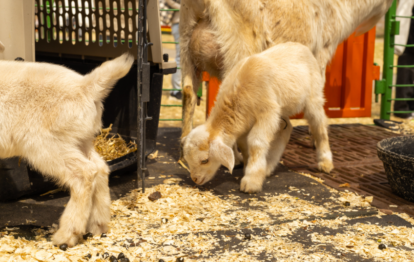 Quel prix pour de la viande de chevreau