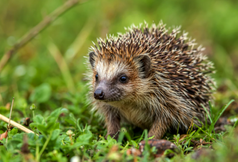 Que mange un hérisson