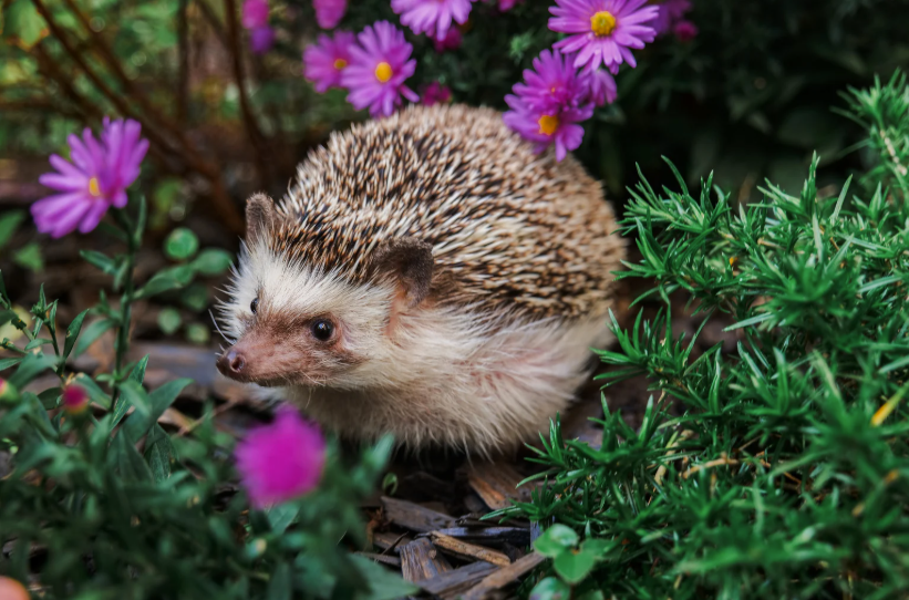 Que mange un hérisson