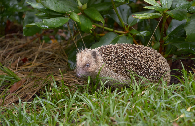 Que mange un hérisson