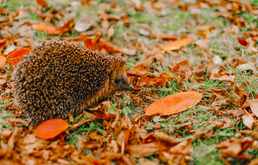 Que mange un hérisson