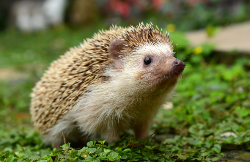 Que mange un hérisson 