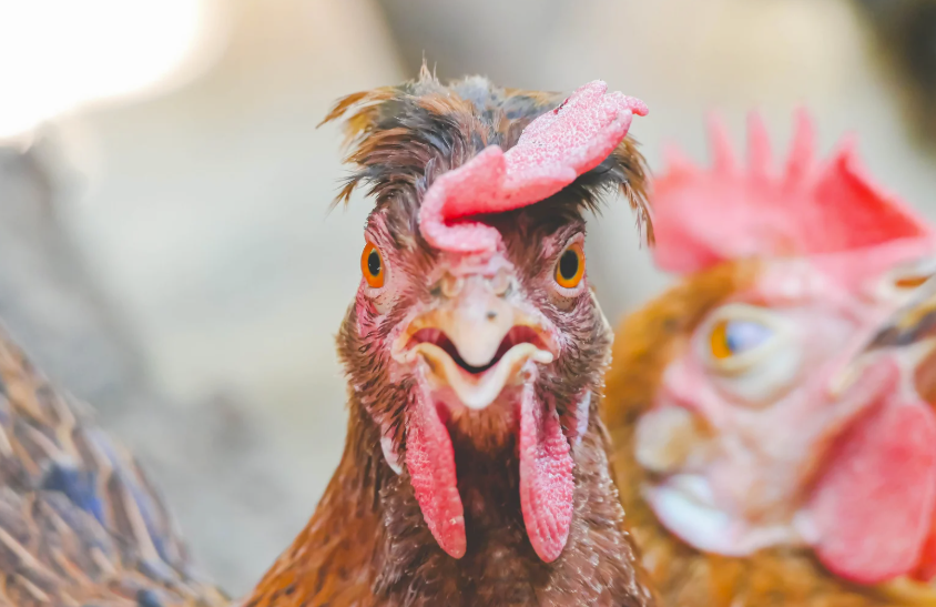 protéger ses poules de la pododermatite