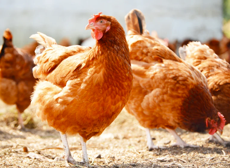prix d'un poulet fermier