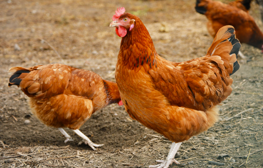 prix d'un poulet fermier
