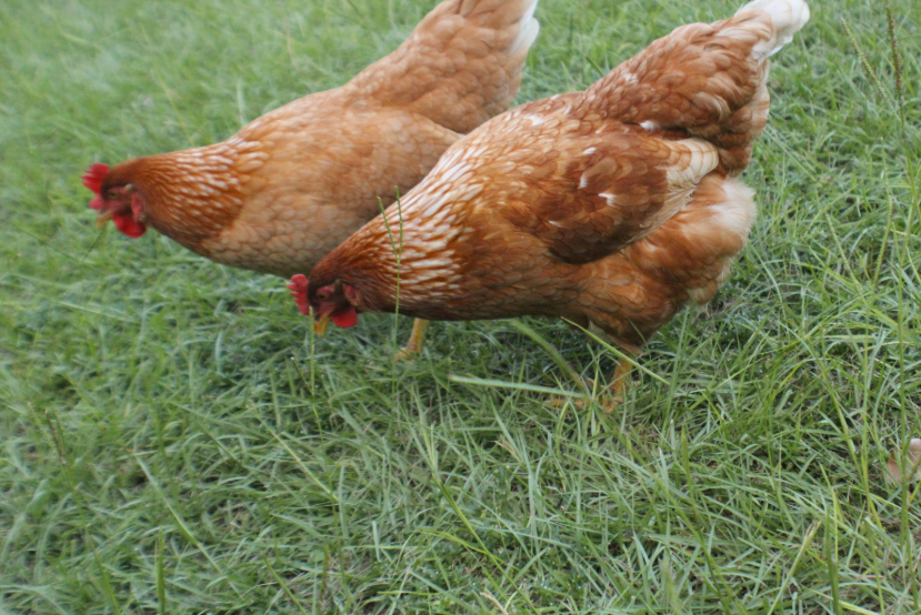 prix d'un poulet fermier