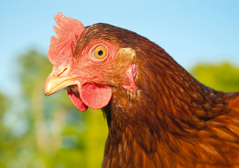 prix d'un poulet fermier