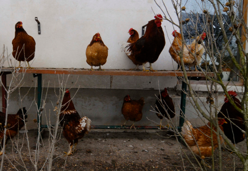 prix d'un poulet fermier