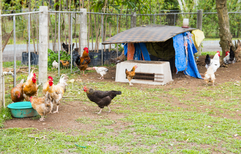 taxe pour un poulailler en 2026