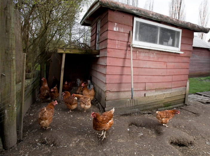 taxe pour un poulailler en 2026