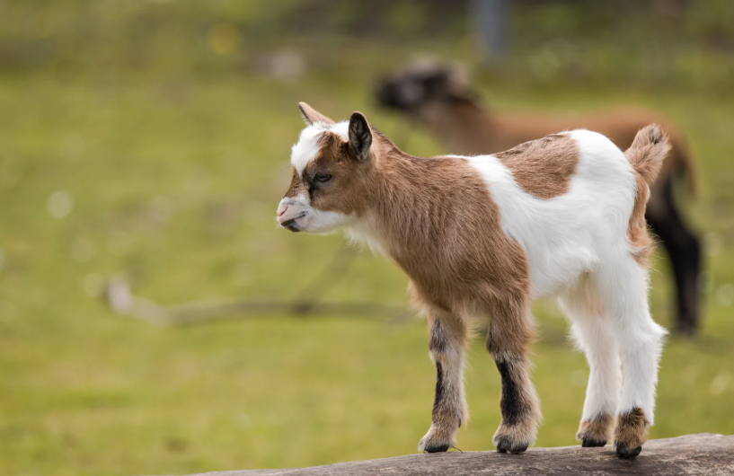 Quelle est la durée de vie d'une chèvre naine
