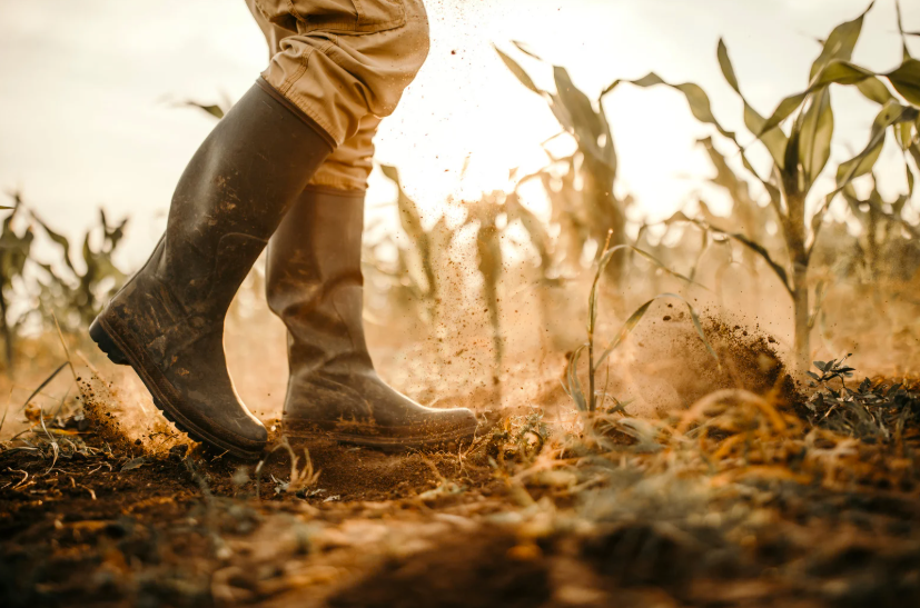 Pourquoi les agriculteurs manifestent