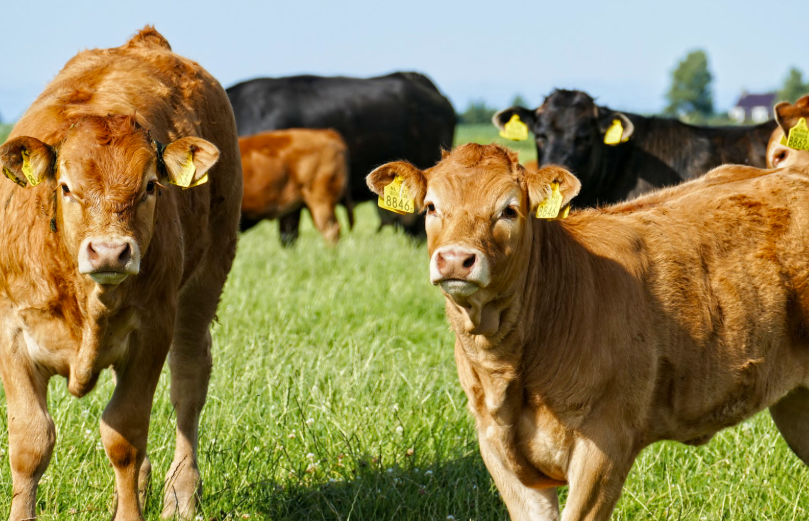 Combien d'estomacs a une vache
