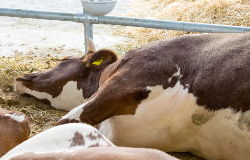 Quelles sont les maladies des vaches
