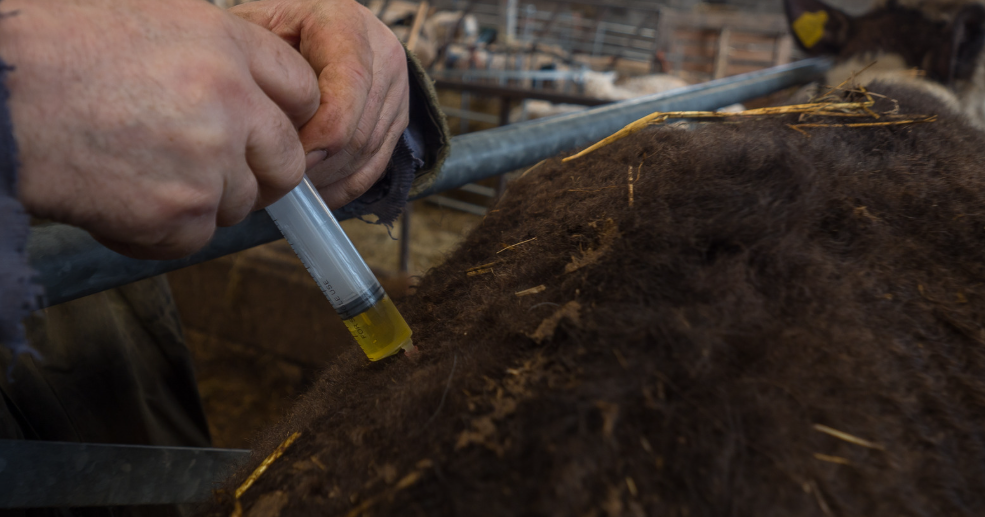 Quelles sont les maladies des vaches