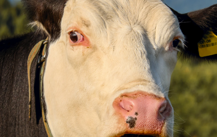 Quelles sont les maladies des vaches