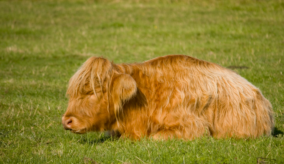 Quelles sont les maladies des vaches