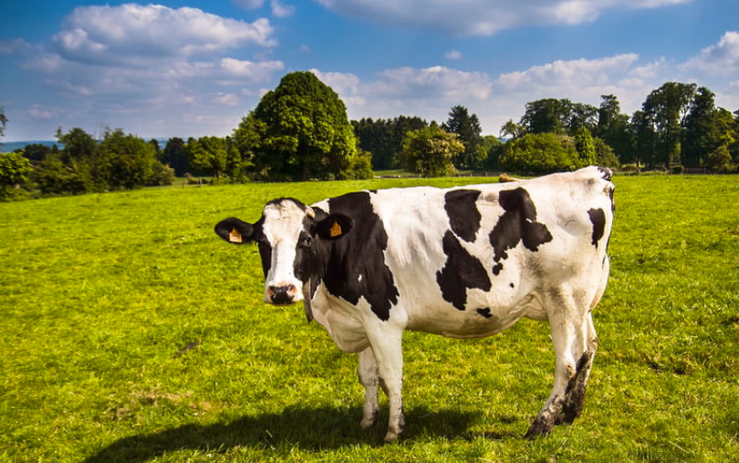 Combien pèse une vache