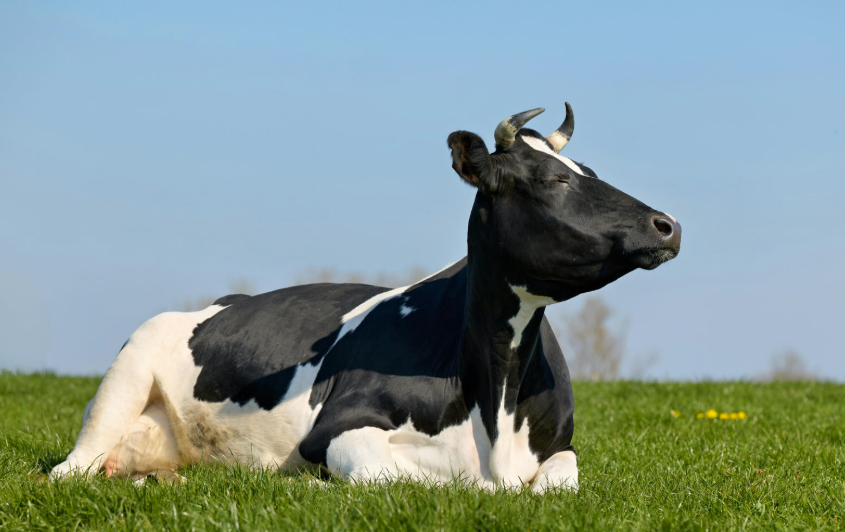 Combien d'estomacs a une vache