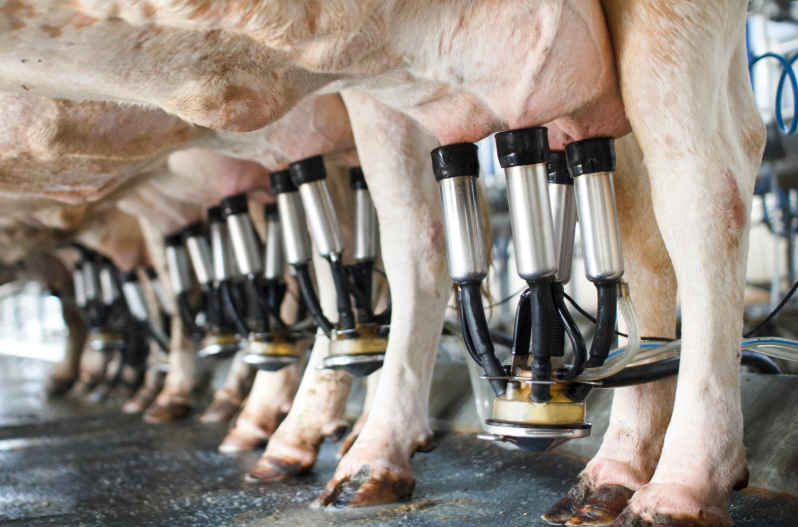 Combien de litre de lait produit une vache par jour