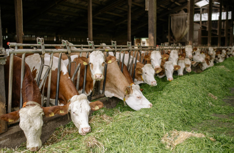 Combien de litre de lait produit une vache par jour