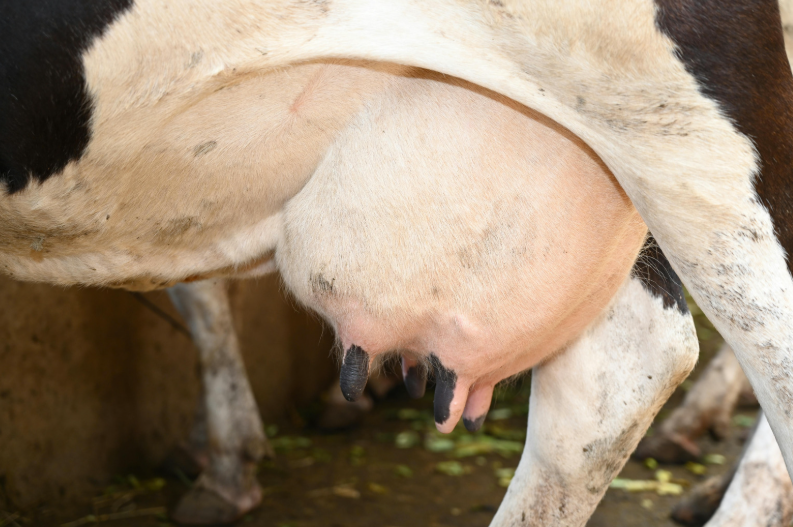 Combien de litre de lait produit une vache par jour