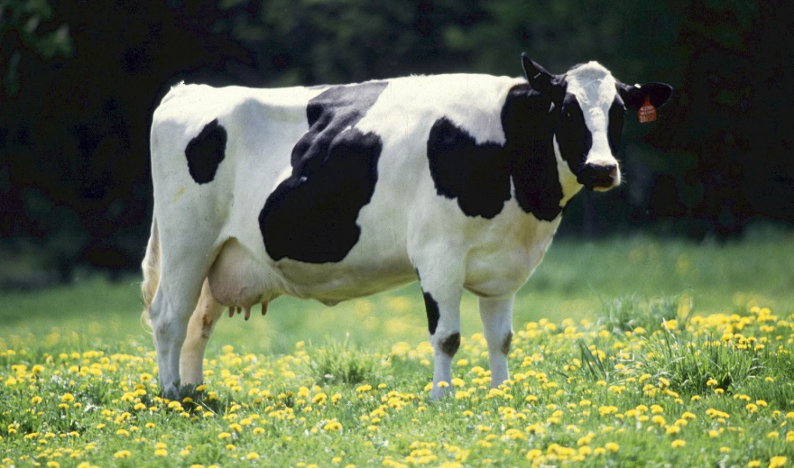 Combien d'estomacs a une vache