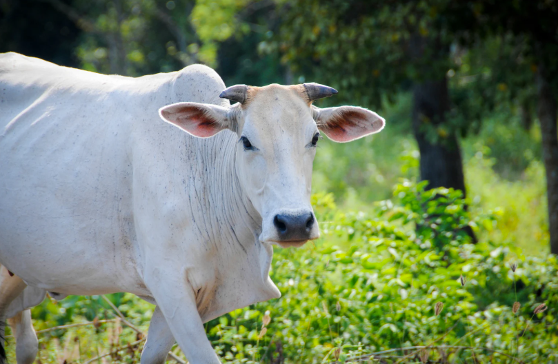 Combien d'estomacs a une vache