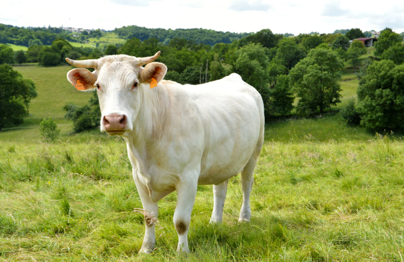 Combien coûte une vache