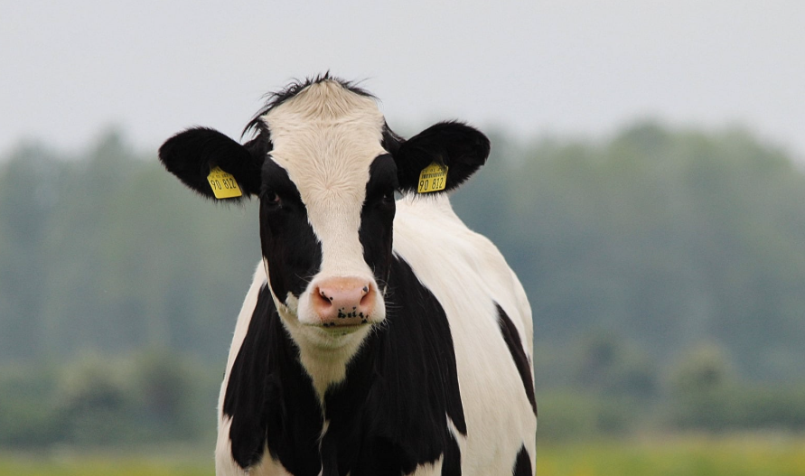 Combien coûte une vache
