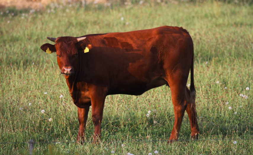 Combien coûte une vache