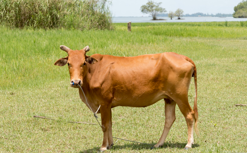 Combien coûte une vache