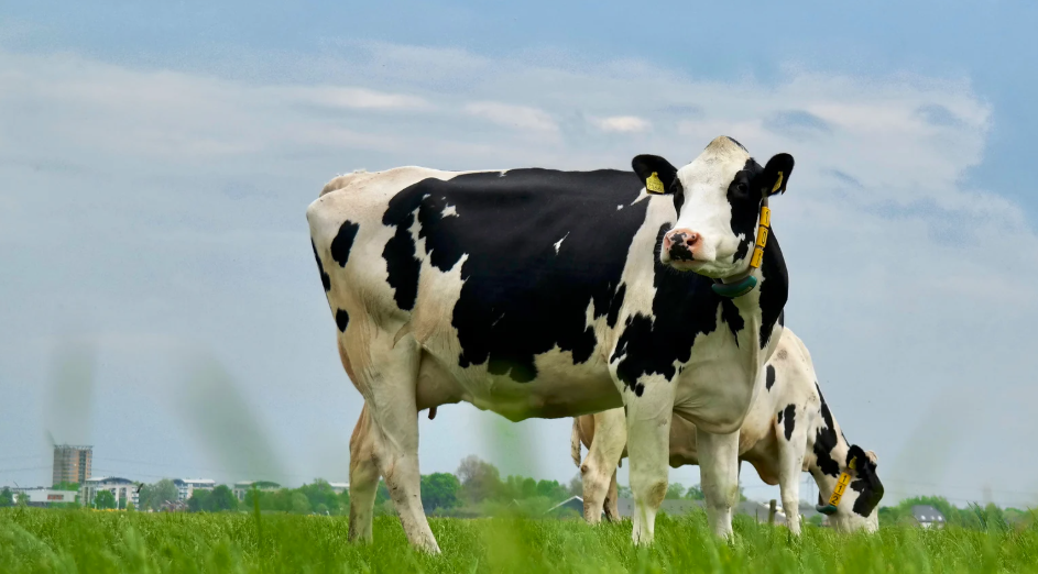 Combien coûte une vache