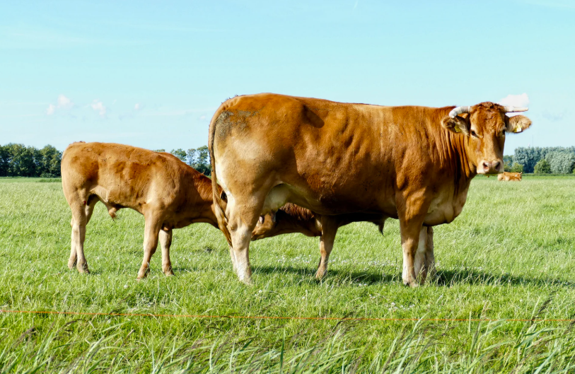 Combien d'estomacs a une vache